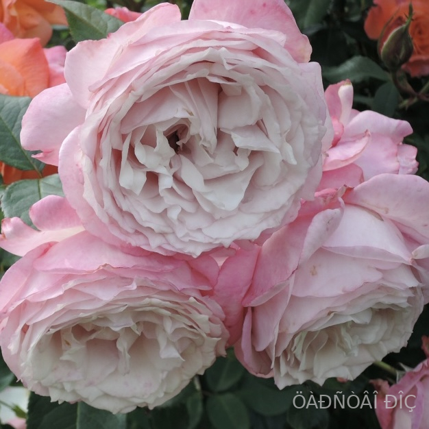  ���������������� (Rosenfaszination)