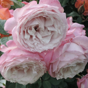  ���������������� (Rosenfaszination)