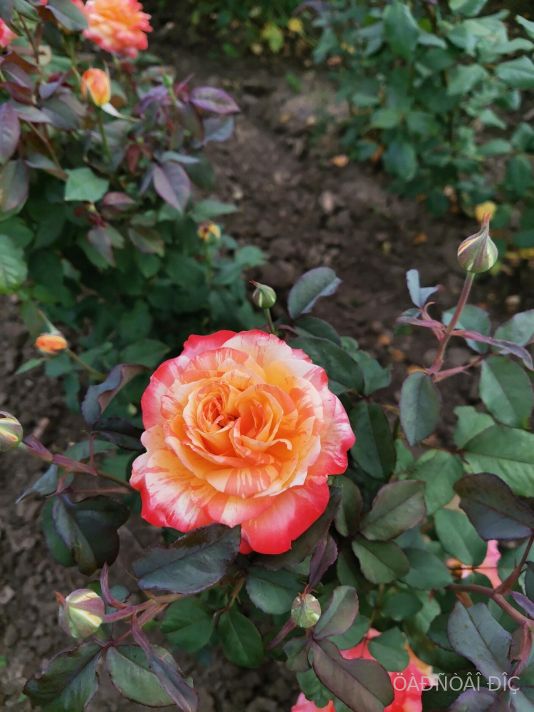 �������� � ����� (Oranges and Lemons).