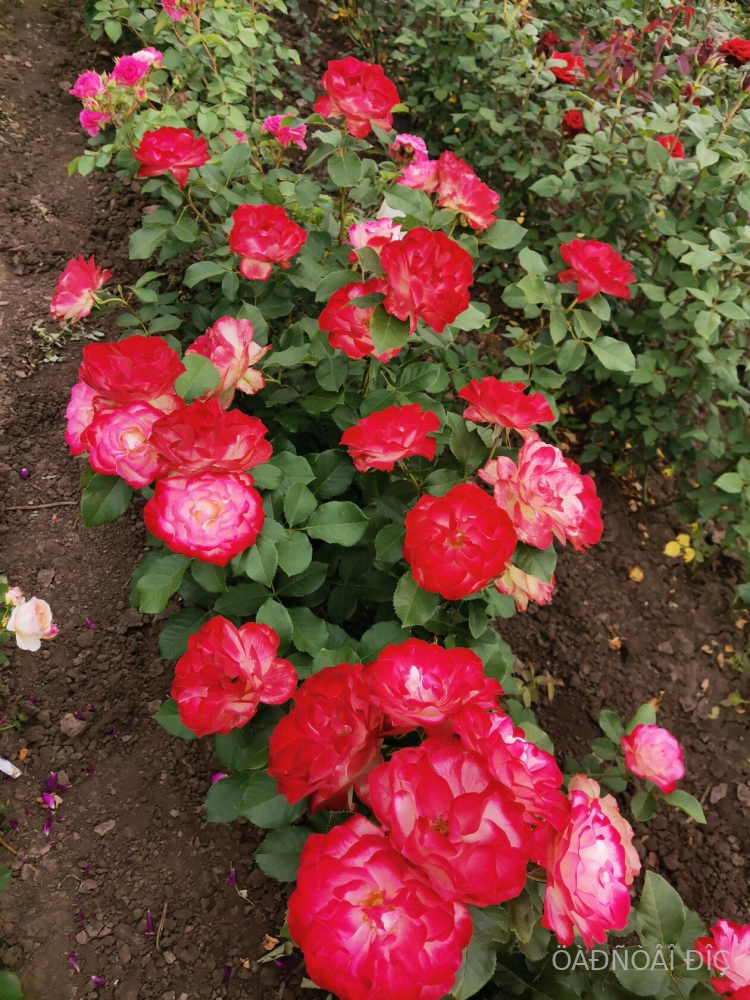 ������ ������ ������ (Jubile du Prince de Monaco)