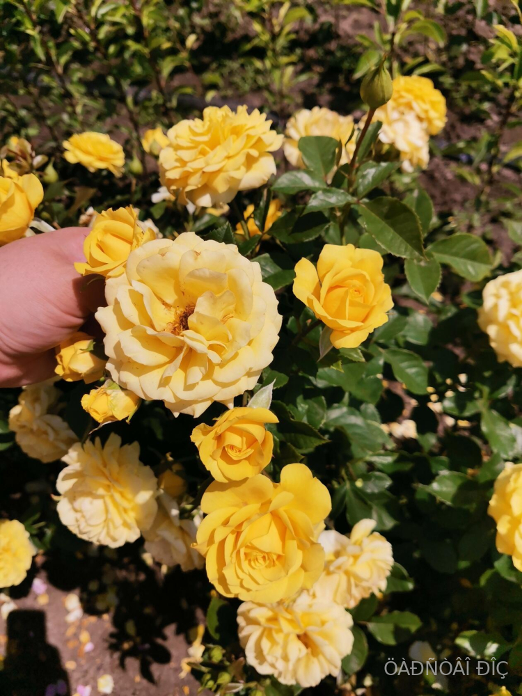 ������� �� ����� (Comtesse Du Barry or Golden Border)