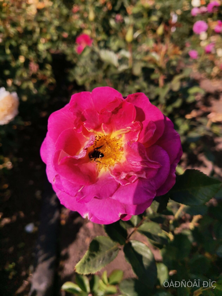 ���������� (Blauwestad)