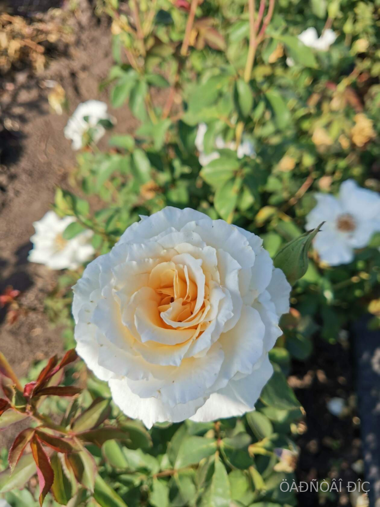 �������� (Poustinia)