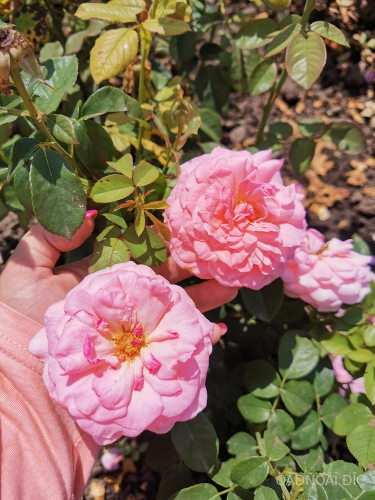 ����� ���� (Tikled Pink)