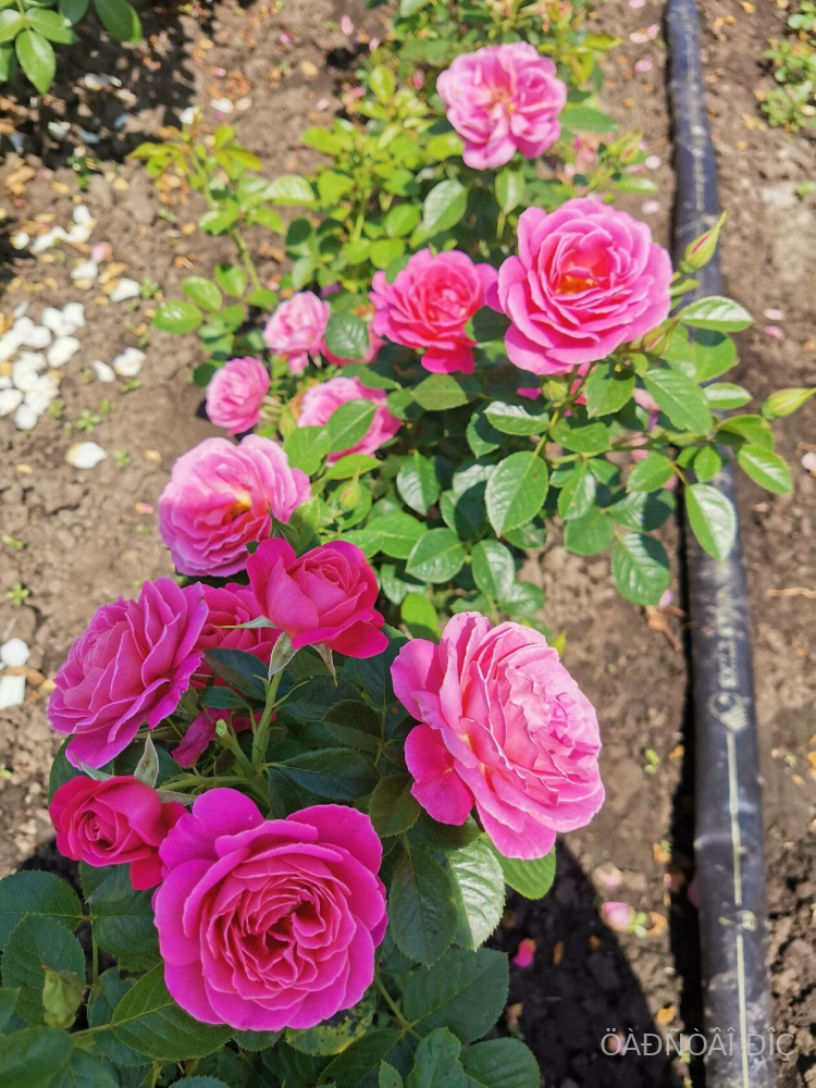 ������ (Gemma)