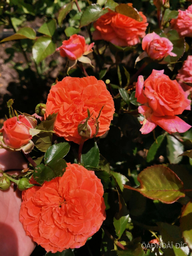 �������� (Orangerie)