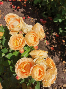 ������ ����1 (Dolce Vita1)