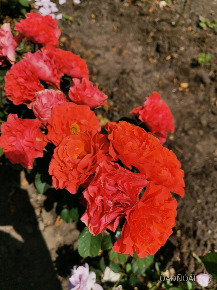 ���� �� ������� (Lady of Belgrade)