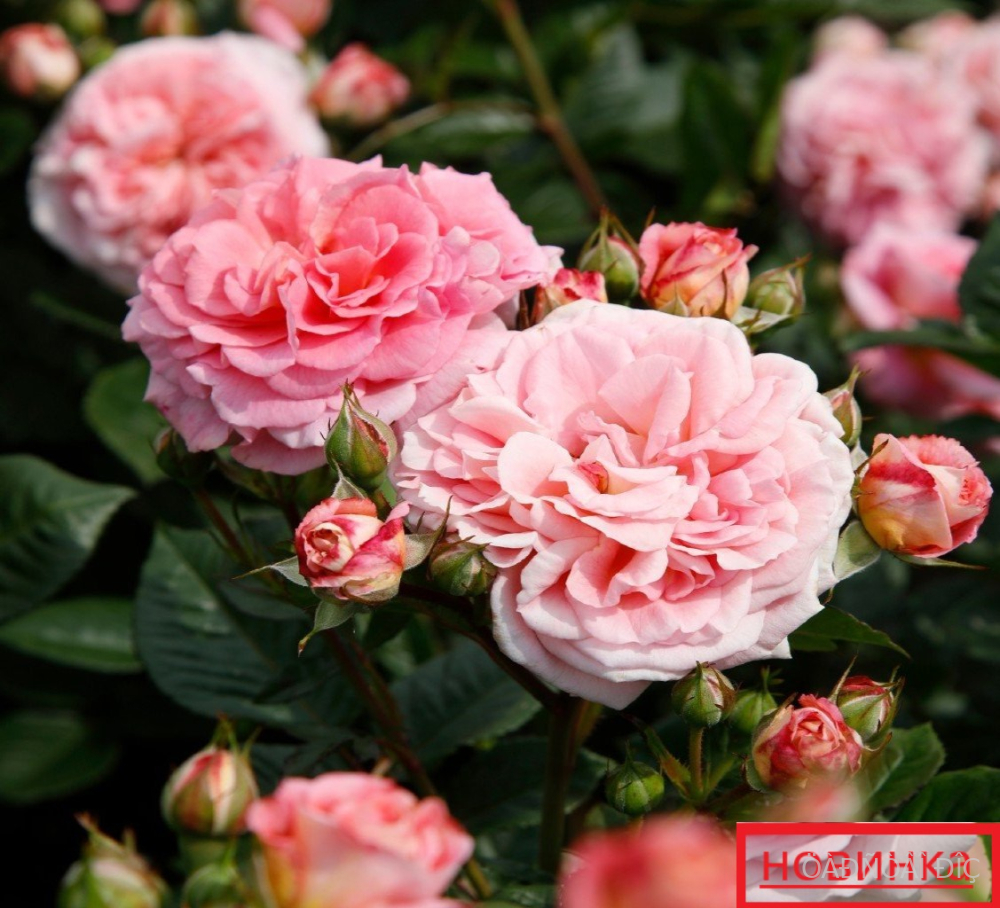 �������� (Amaretto)