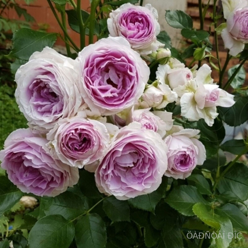 �������� (Vesalius)
