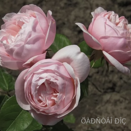 ���� (VICHY)
