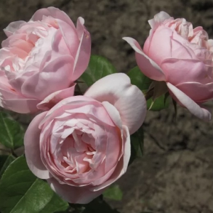 ���� (VICHY)