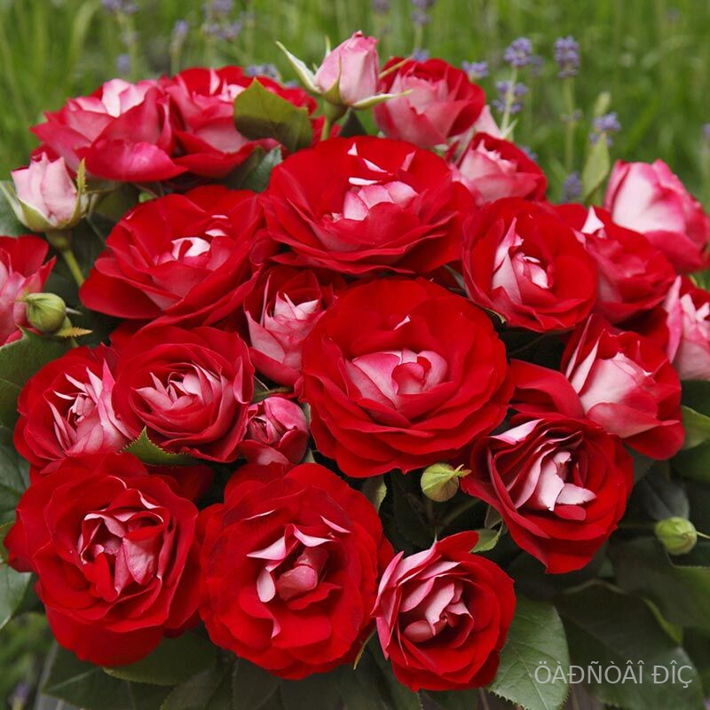 ��� ��� ������ (Rose der Einheit)