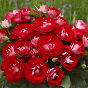 ��� ��� ������ (Rose der Einheit)