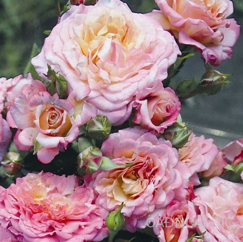  ���������������� (Rosenfaszination)