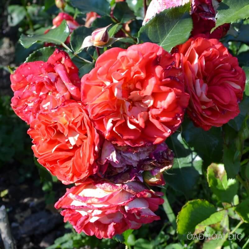 ������ ����� (Gebruder Grimm) 