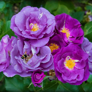 �������� �� ��� (Rhapsody in Blue)