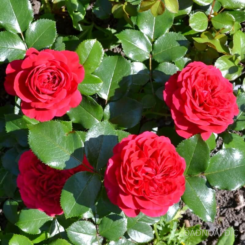 ��� �������� �� ����� (Red Leonardo da Vinc)