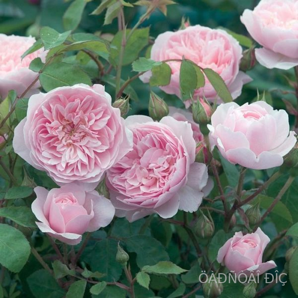 �������� (Roselina)