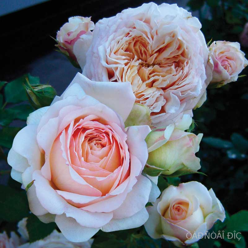 ����� �� ����� (Charles de Nervaux)