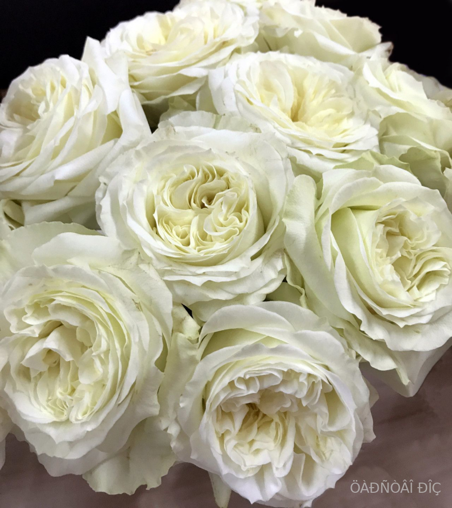 ����� ���� (Mayras White)