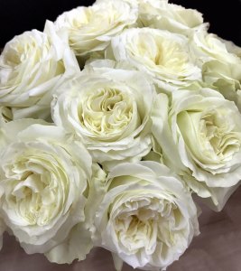 ����� ���� (Mayra's White)