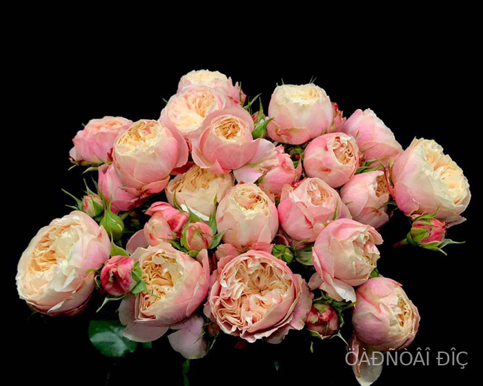 ������������� �������� (Victorian Classic)