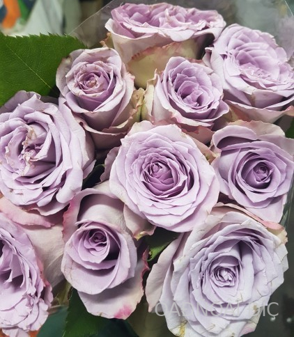 ��������� (Dolcetto)