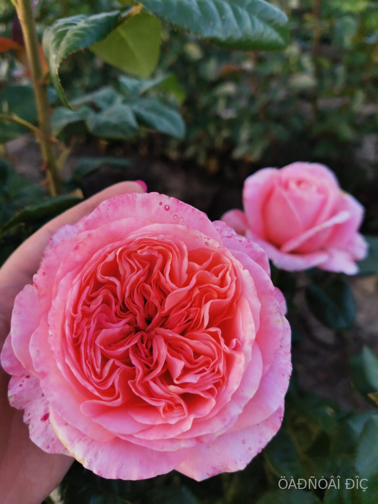 ���� �������� (Pink Expression)