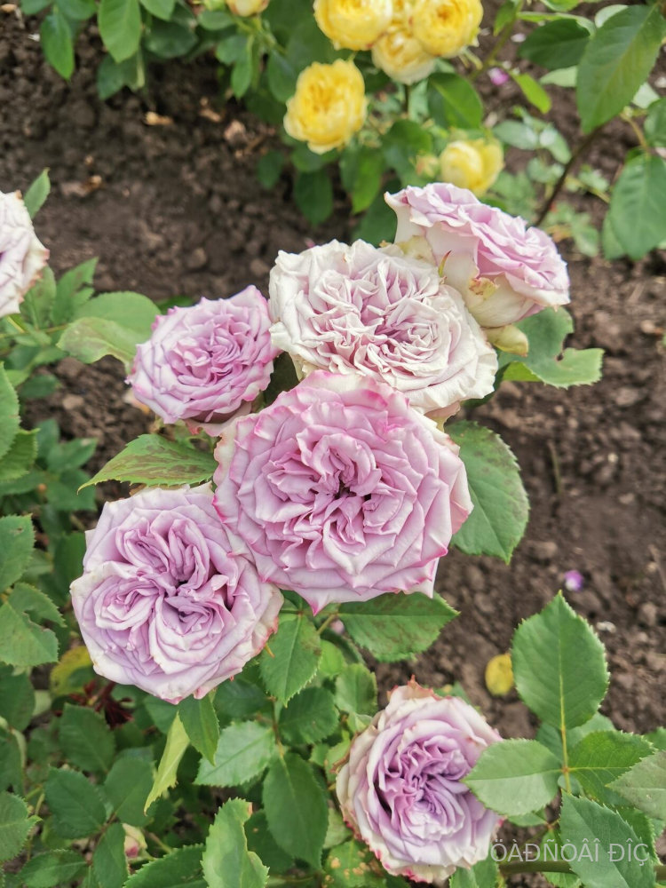 ��������� (Dolcetto)