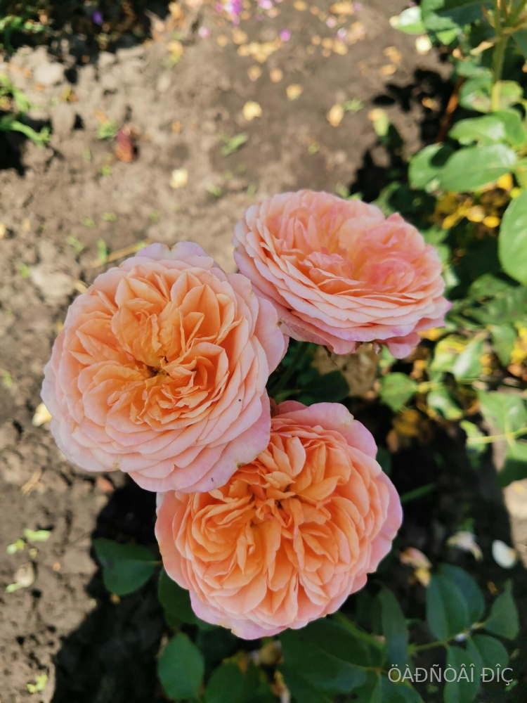 ��������� ������ (Victorian Secret)
