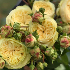 ��������� ������� (Victorian Wedding)
