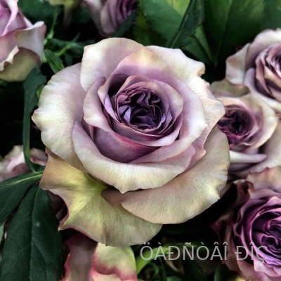 ��������� (Dolcetto)