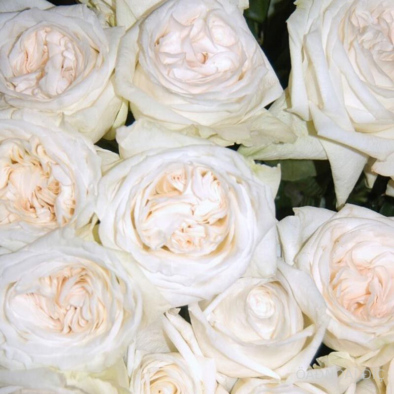 ���� ����� (White O�Hara)