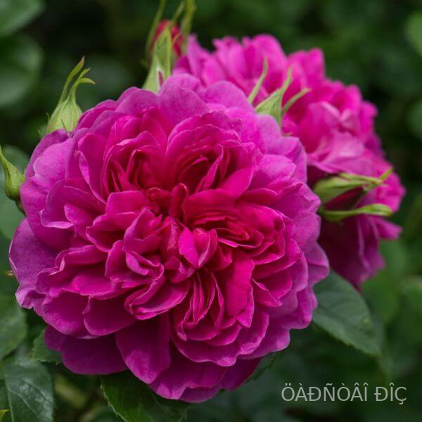 ��������� ���� (Princess Anne)