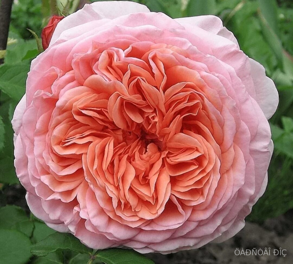 ������� ����� (Abraham Darby) 