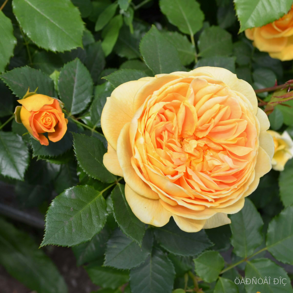 ������ ���� (Golden Zest)