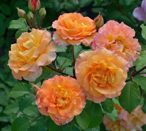 ��� ����� ��� ���� (Pour L'amour D'un Chateau)