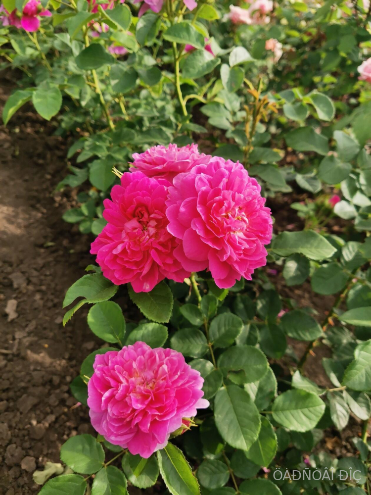 ��������� ���� (Princess Anne)
