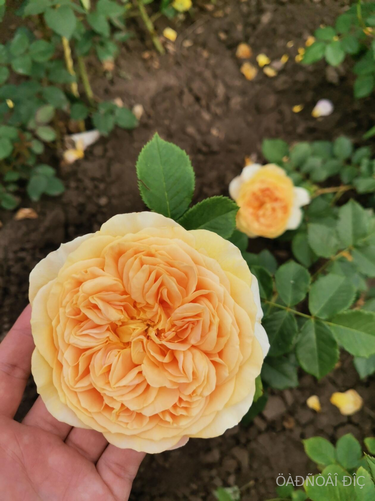 ������ ���� (Golden Zest)