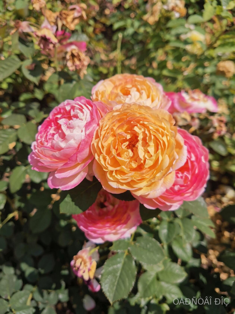 ������� ����� (Rosomane Janon) 