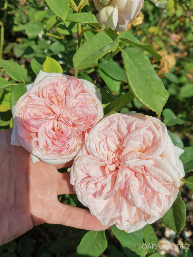 ���� ��������� (Clair Renaissance)