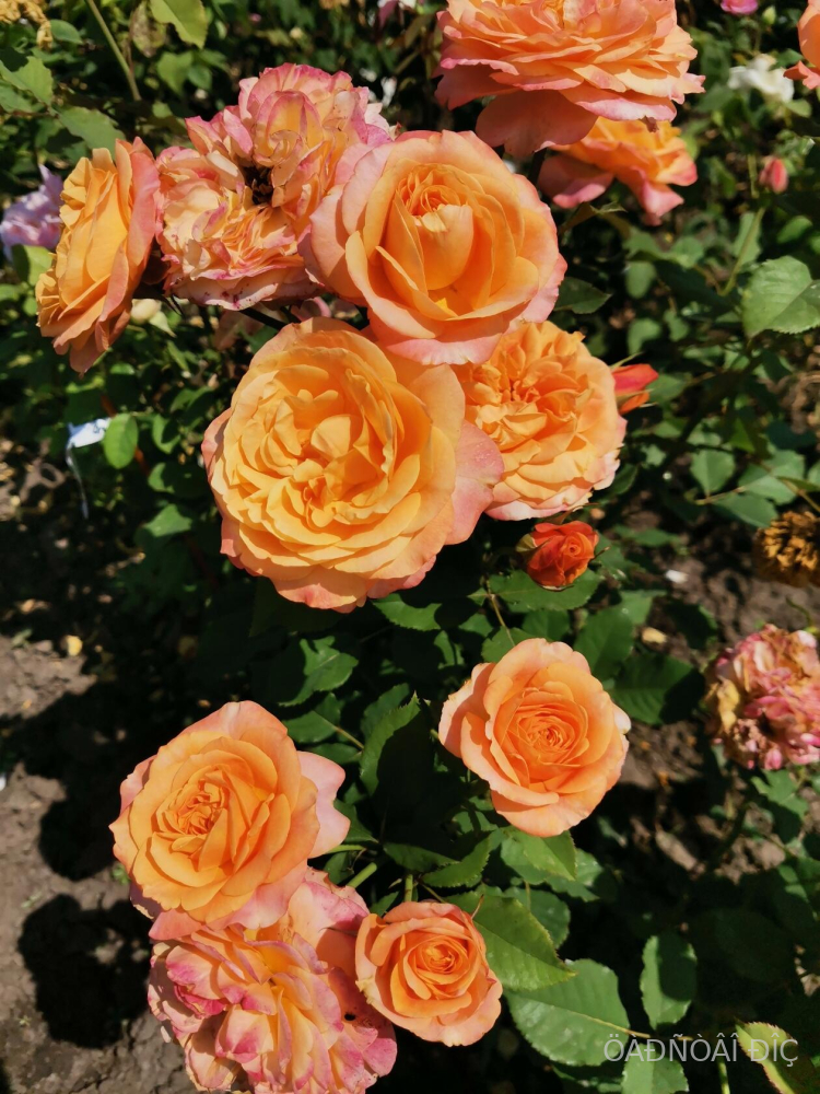 �� ����� ����� (La Villa Kotta)