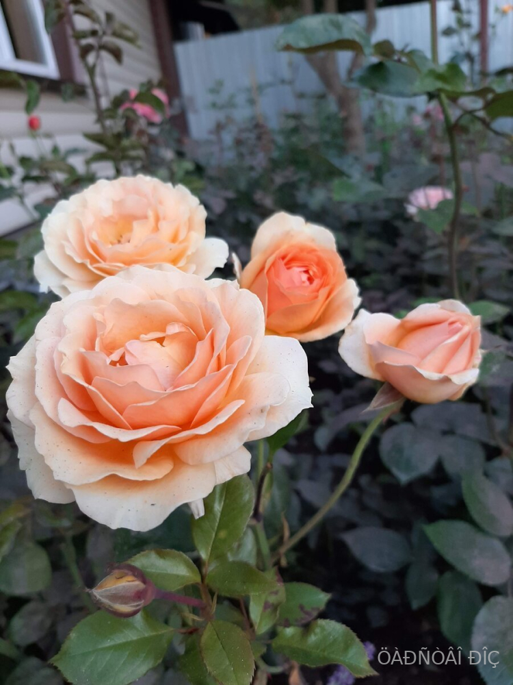������� �� ��������� (Xavier de Fraissinette)