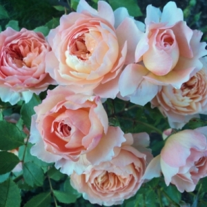 ��� �� �������� (Rose de Gerberoy)