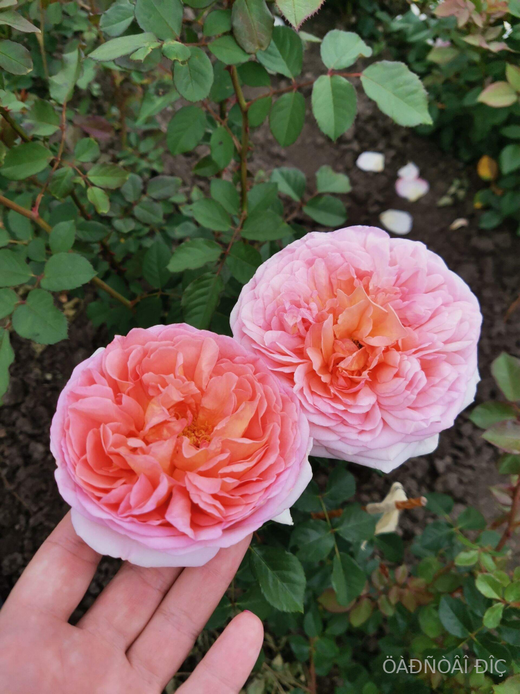 ������� ����� (Abraham Darby) 