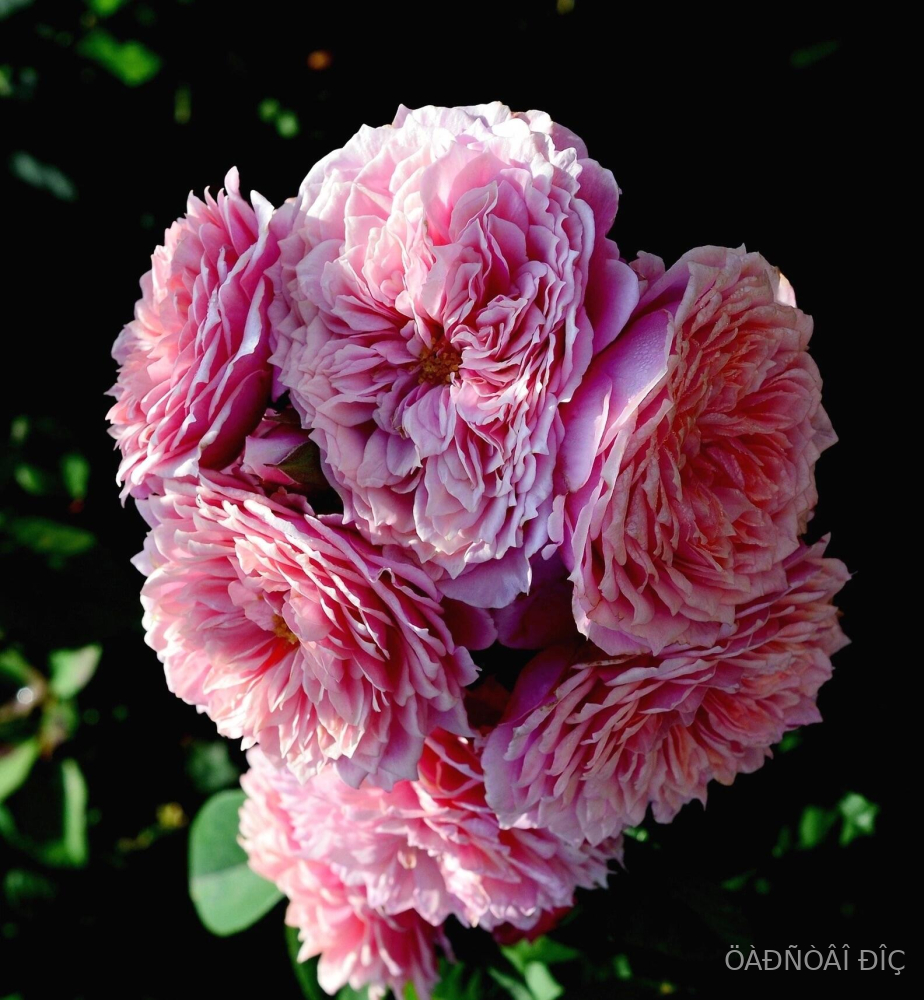 ������ ������ (William Christie)