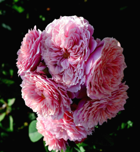 ������ ������ (William Christie)