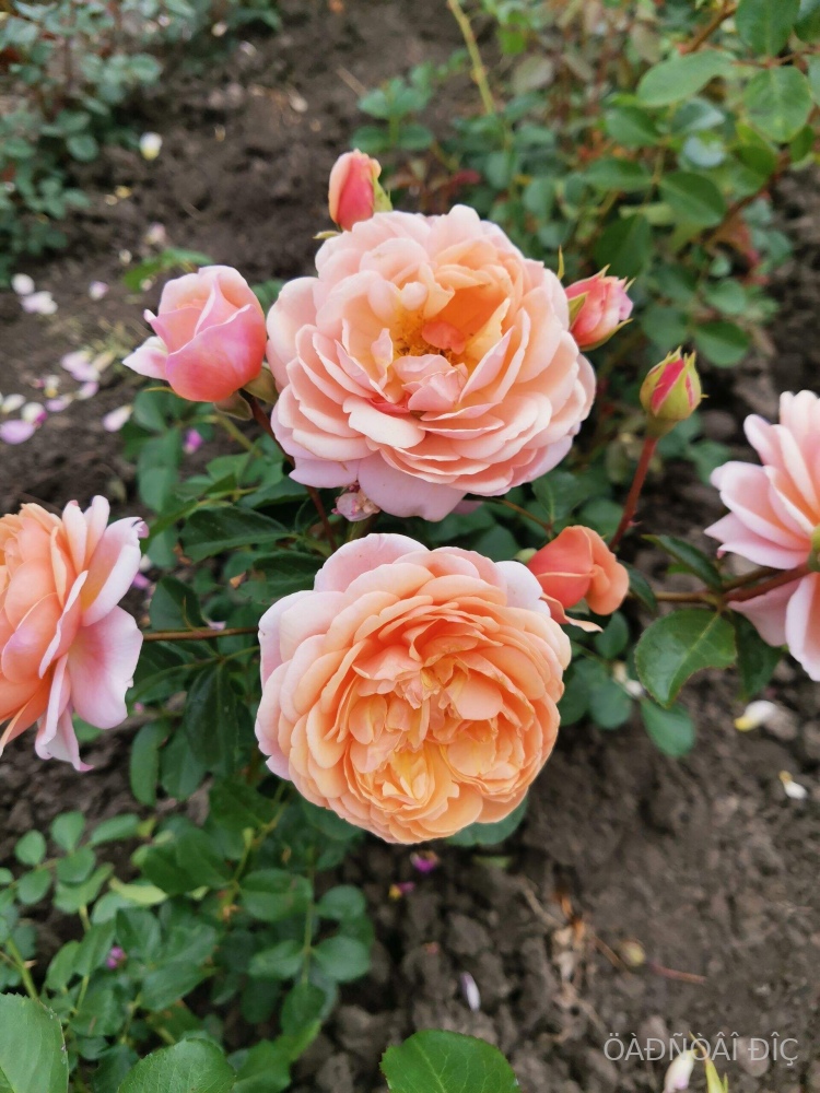 �������� ������ ( Elizabeth Stuart )