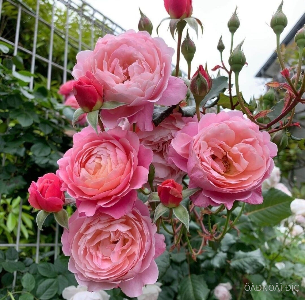  ����� �. �. ����� (Prix P. J. Redouté)